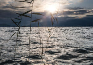 iopener_background_1